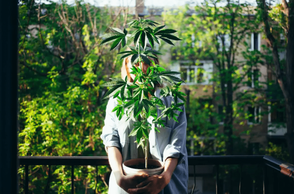 Legal basis of cannabis social clubs