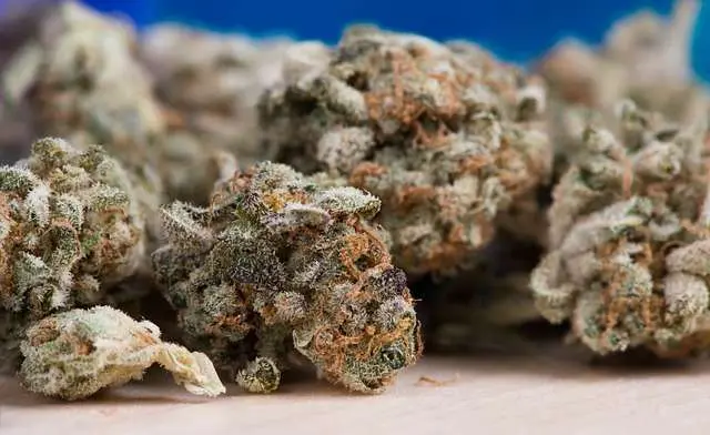 The Guide to the 15 Best Weed Strains in Barcelona