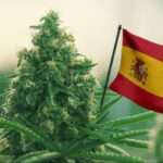Malaga Cannabis Social Clubs Guide