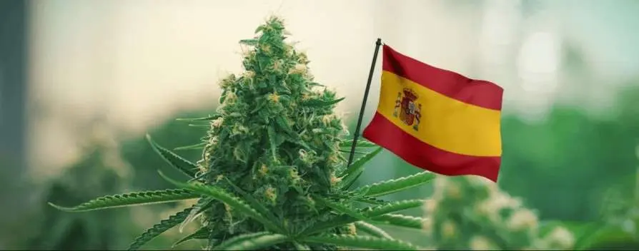 Malaga Cannabis Social Clubs Guide