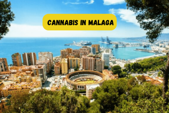 Weed in Malaga : Cannabis social clubs and more