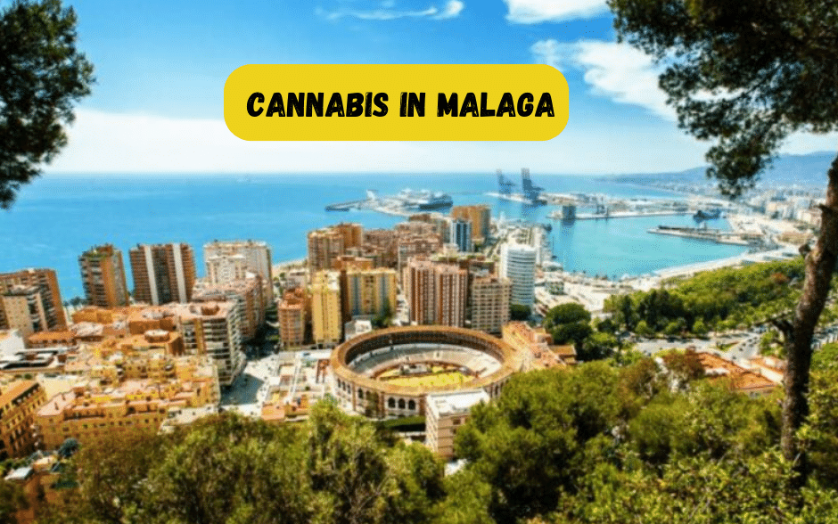 Cannabis in Malaga